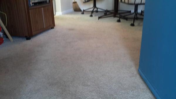 "Professionally cleaned" carpets. "Stains resurface, you know"