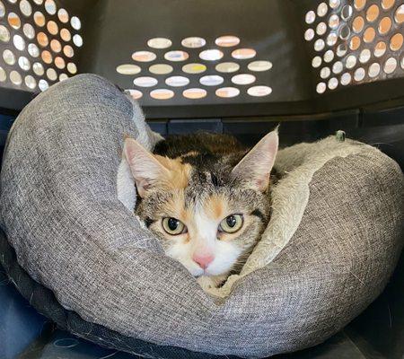 "Baby" is 7-years-old and knows how to prepare for her Medical District Vet Clinic visit!