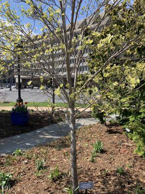 Flowering dogwood "Cherokee Princess"