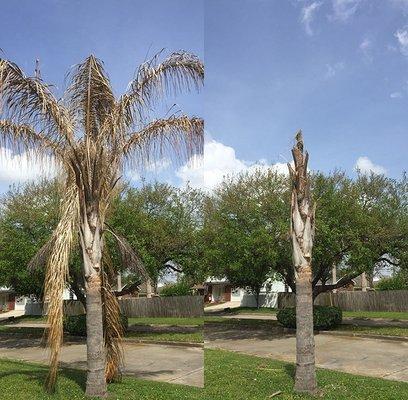 Palm tree trimming