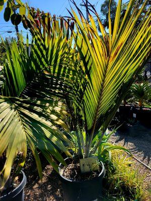 Beautiful palms