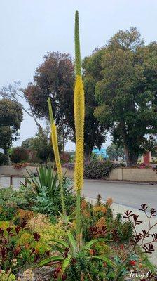 Agave succulents with 15 foot tall flower spikes. They are monocarpic.  17 May 2020