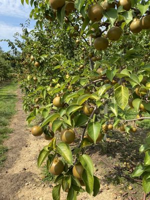 Asian Pear