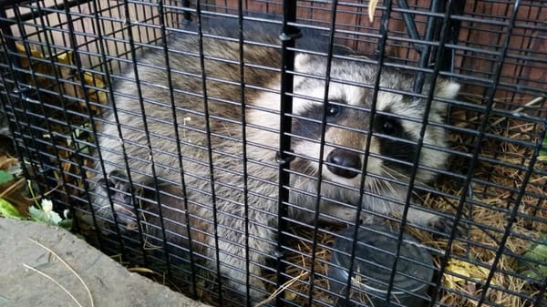 Raccoon removal