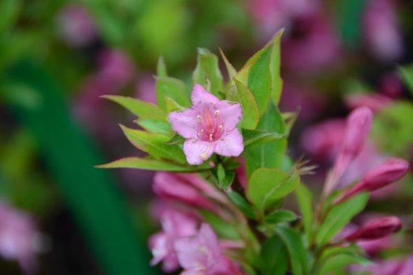 Dave Bresina's Nursery