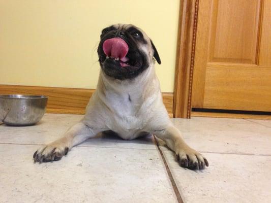 Bea is catching her breath after a nice afternoon outside with a Haymarket Hounds Chicago walker.