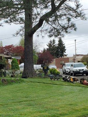 Tree being removed without a permit