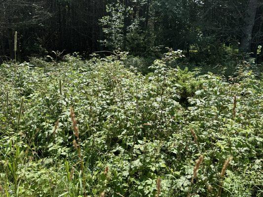 Brambles/blackberries