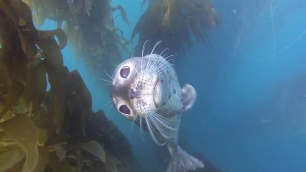 Scuba diving in San Diego with harbor seals.