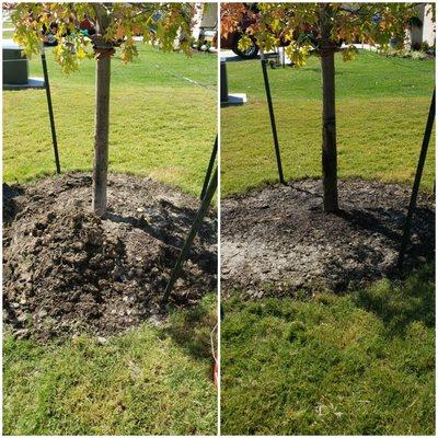 We leveled our the dirt for customer and removed a good amount of dirt around the oak tree.