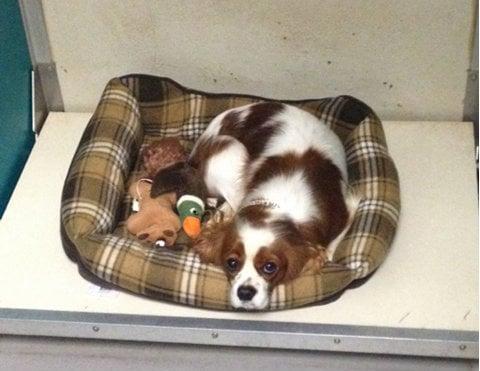 Another guest relaxing with his favorite toys in our kennel & boarding area!