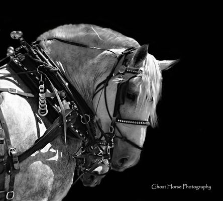 Ghost Horse Photography