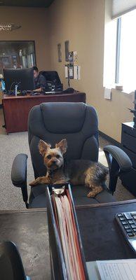 Receptionist Bentley hard at work !!!