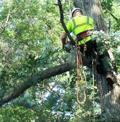 Tree Trimming