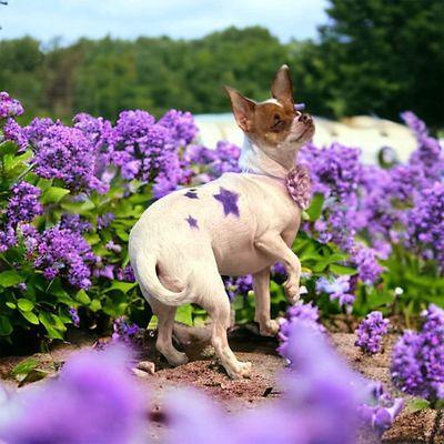 Little Chiquita got her bath fancy purple stars and even lilac nail polish!! Call or check us out on Facebook!