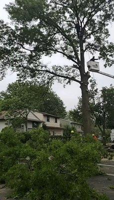 Tree being cut