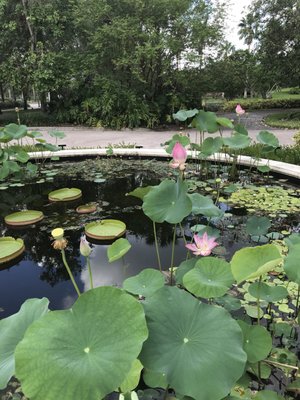 Lotus flowers