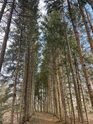 The magnificent trees on the Spruce Way