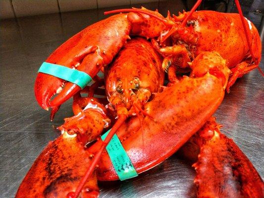 Enjoy Maine Lobsters, bursting with a light, sweet taste; not flacky, not chewy, but "melt in your mouth" goodness.