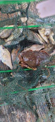 Crab with some fish we caught in a net