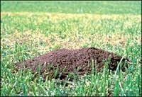 Fire Ant yard treatments offered