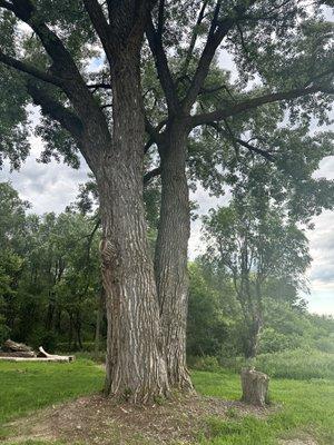 Huge Widow Maker Trees