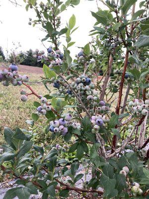 Open Wednesday July 12th from 6pm - Dark (or until sold out) for blueberry picking. Head down to the red shed and we will get you started.