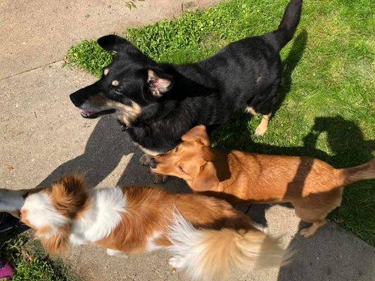 Bonnie, Hamilton, and Keller getting ready for some treats