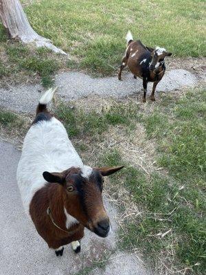 Brownie and cupcake (: so cute!