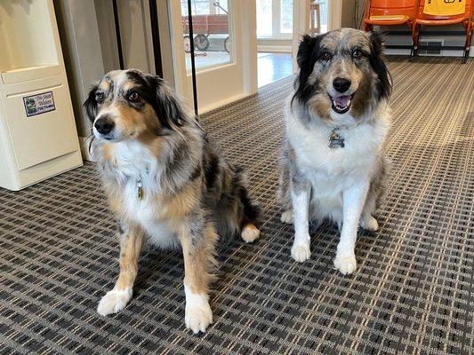 Office greeters, Vinny & Layla