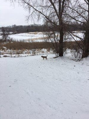 Wags Farms Dogpark