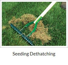 Seeding Dethatching