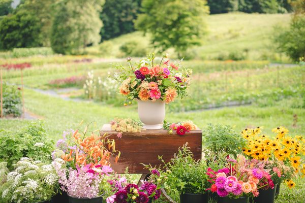 View from the top of the flower field.