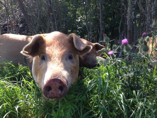 Non-GMO and soy free pastured hogs available.