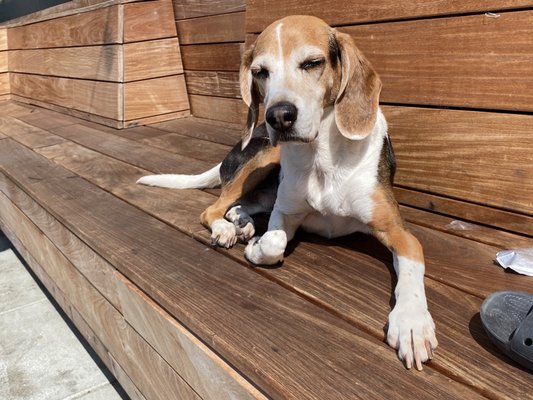 Max soaking up the sun.