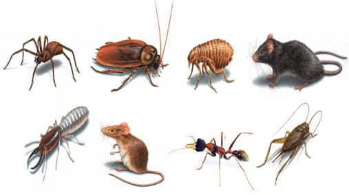 KIA Pest Control Services