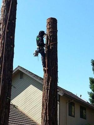 Kings Tree service