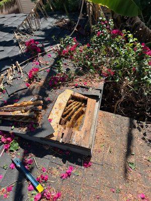 Beehive removal from a homeowners roof