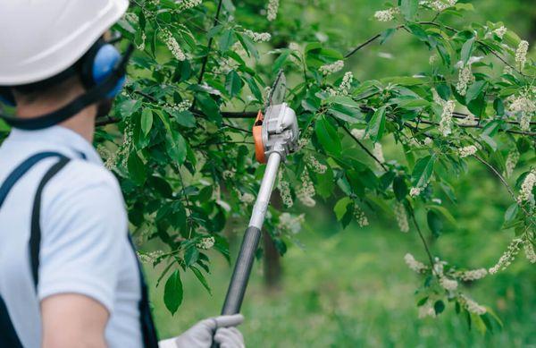 Routine tree maintenance