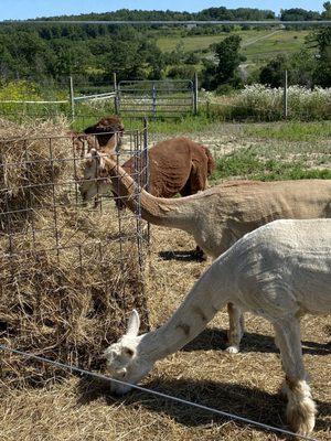 A surprise along with your veggies and ice cream. . . Llamas and donkeys!