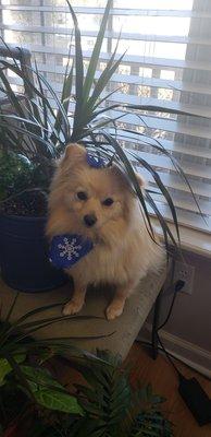 My pomeranian after a bath service, with her holiday bow and bandana.