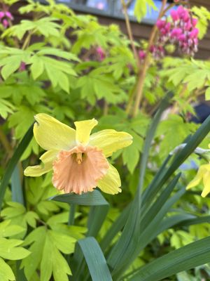 Gold heart bleeding heart and pink daffodils