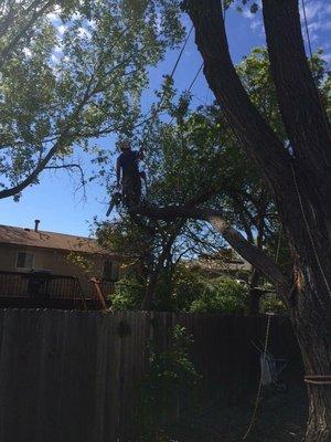 A long limbwalk in a Siberian elm prune