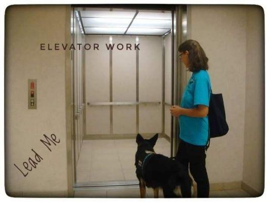 Hospital elevator training in Ocala Florida with Aurora, German Shepherd and trainer Deborah.