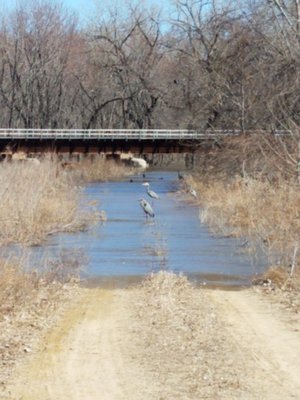 6 blue herons.