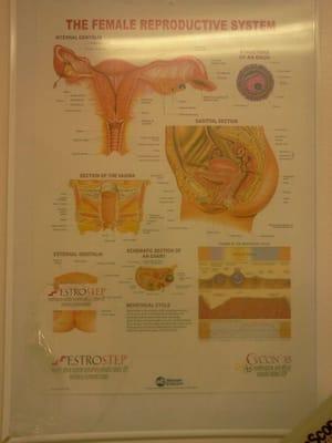 The female reproductive system