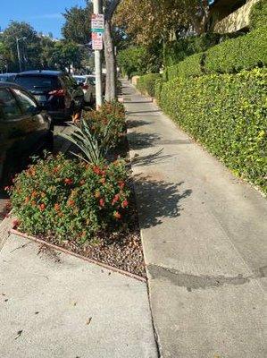 Cleaning up the sidewalk in watsonville