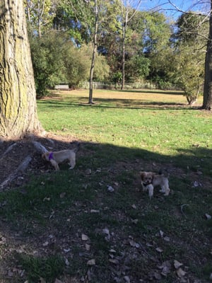 Pups enjoying the wide open space of the dog park...