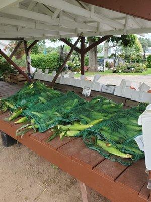 Gilbert's native sweet corn - $1 /ear