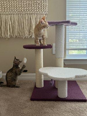 Kitties with their new kitty tower!